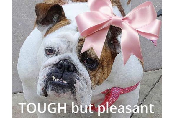 Pic - Life Scripts - Bulldog With A Pink Bow